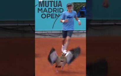 what-the-duck-an-unexpected-visitor-during-the-tennis-in-madrid!